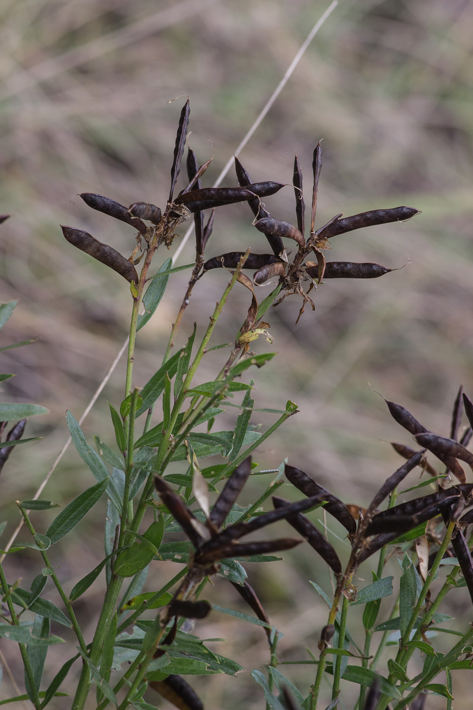 Изображение особи Genista tinctoria.