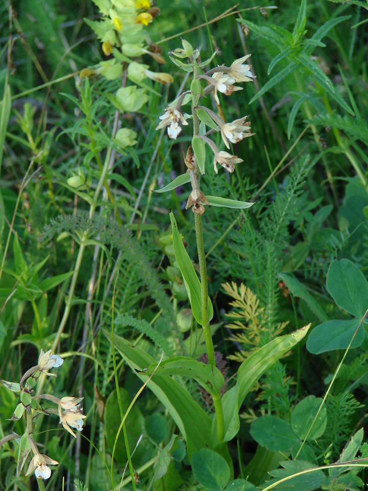 Image of Epipactis palustris specimen.