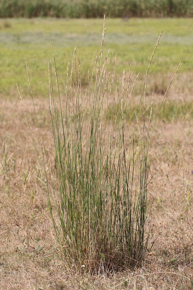 Image of Elytrigia obtusiflora specimen.