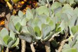 Cotyledon orbiculata. Верхушка вегетирующего растения. США, Калифорния, Сан-Франциско, ботанический сад. 14.02.2014.
