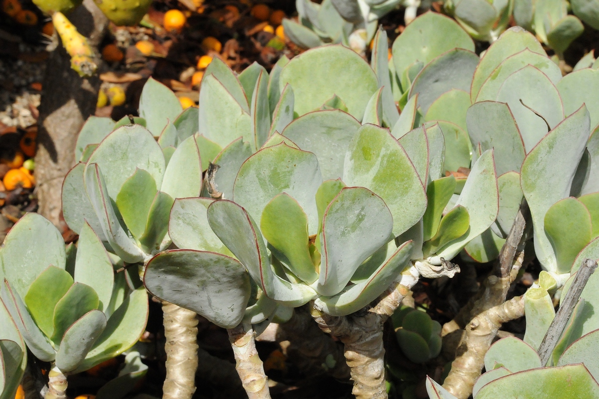 Image of Cotyledon orbiculata specimen.