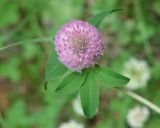 Trifolium pratense. Верхушка побега с соцветием и листьями. Бурятия, Тункинский р-н, окр. пос. Аршан. 19.07.2014.