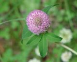 Trifolium pratense