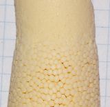 Image of taxon representative. Author is Татьяна Мальчинская