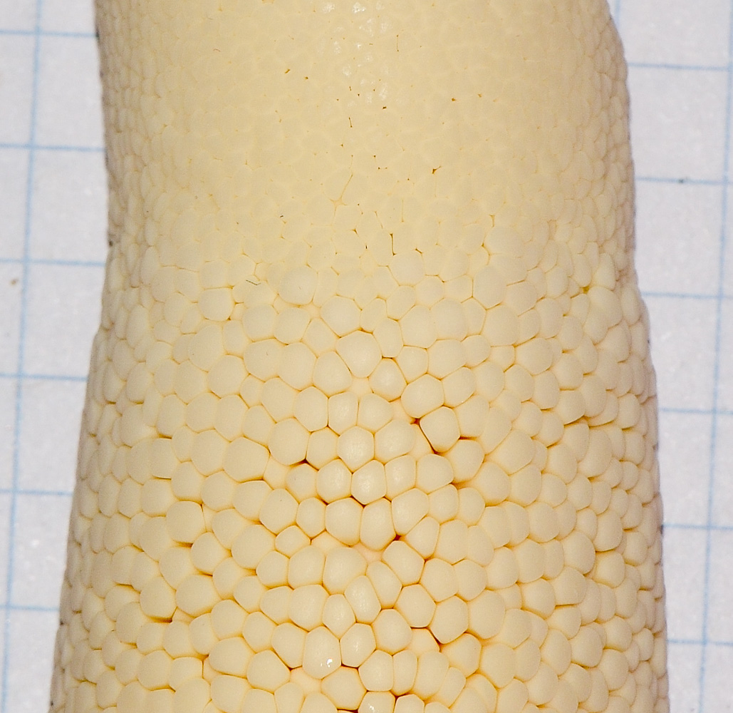 Image of Philodendron bipinnatifidum specimen.