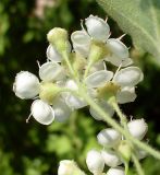 Crataegus nigra. Часть соцветия (нижняя сторона). Ростовская обл., Азовский р-н, Александровский лес, на обочине лесной дороги. 25.05.2015.