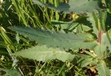 Cirsium alatum