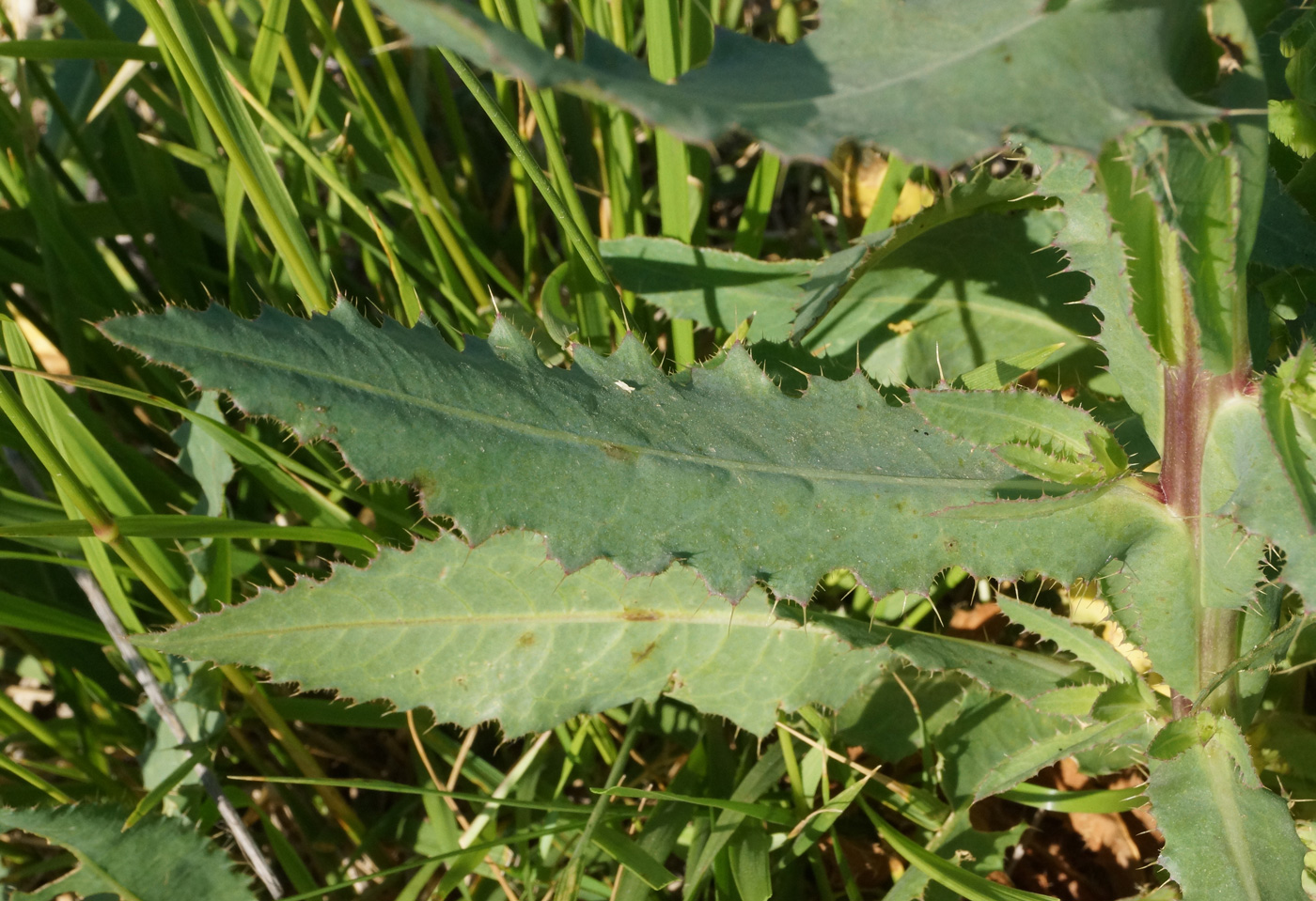 Изображение особи Cirsium alatum.