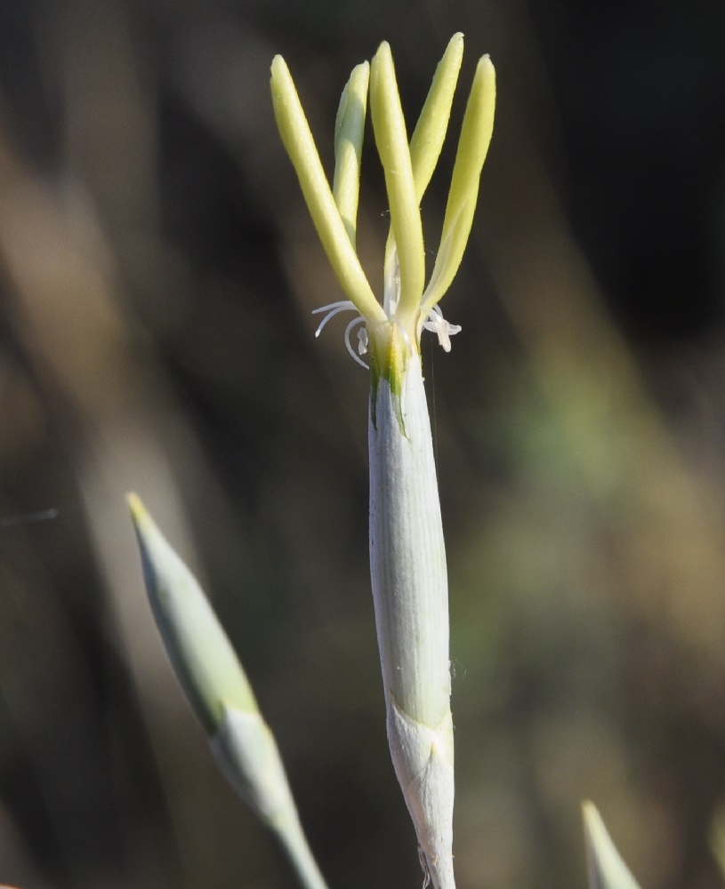 Изображение особи Dianthus monadelphus ssp. pallens.