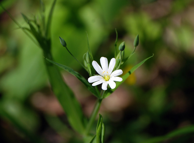 Изображение особи Stellaria holostea.