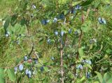 Lonicera caerulea