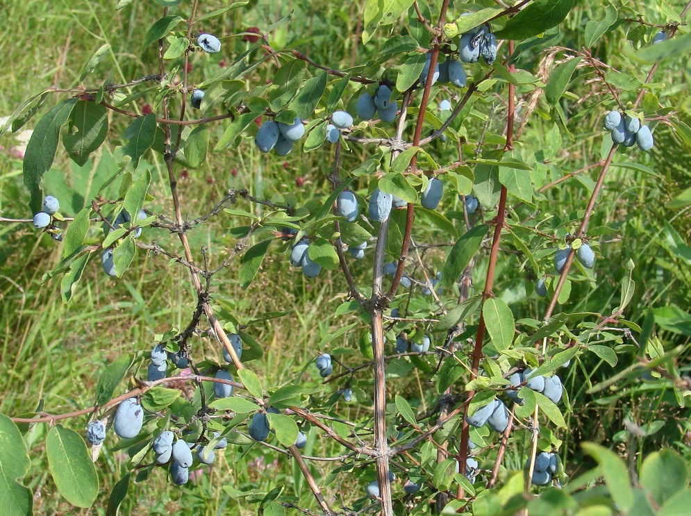 Image of Lonicera caerulea specimen.