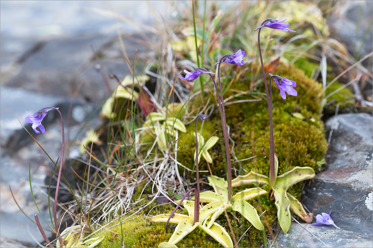 Изображение особи Pinguicula vulgaris.