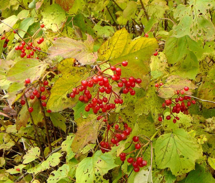 Image of Viburnum sargentii specimen.