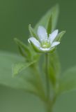 Moehringia trinervia