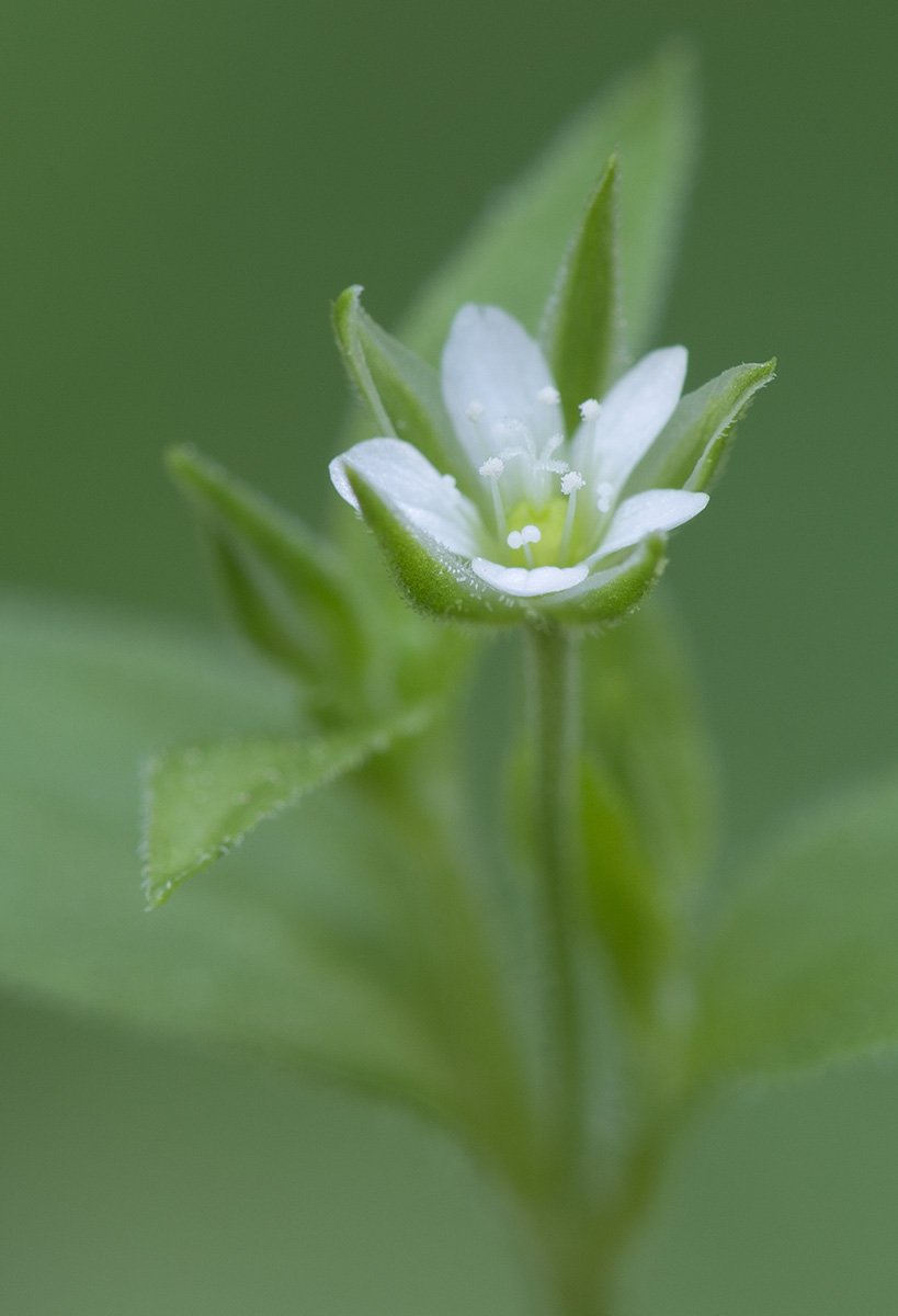 Изображение особи Moehringia trinervia.