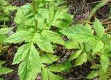 Geum aleppicum. Листья. Якутия (Саха), Нерюнгринский р-н, территория пос. Чульман. 02.07.2012.