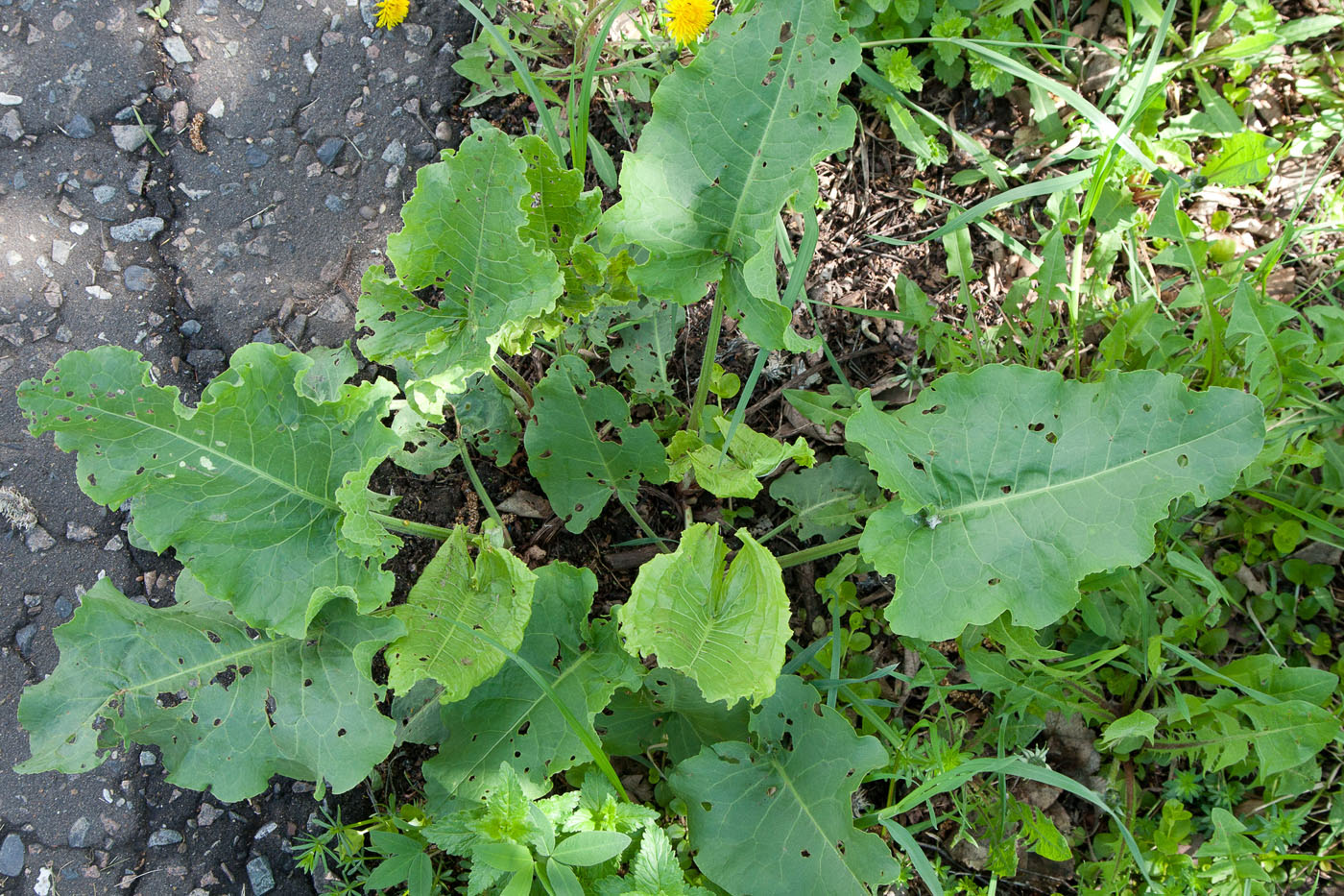 Image of Rumex confertus specimen.