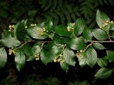 Cotoneaster lucidus