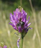 Astragalus onobrychis