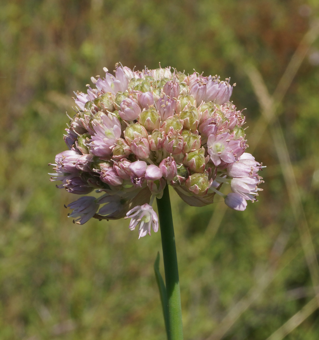 Image of Allium strictum specimen.