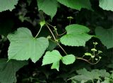 Ampelopsis brevipedunculata. Верхушка побега с соцветиями. Приморье, Хасанский р-н, о-в Фуругельма, опушка широколиственного леса. 16.08.2015.