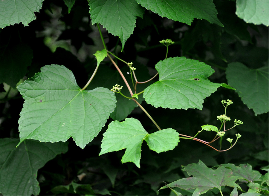 Image of Ampelopsis brevipedunculata specimen.