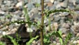 Picris hieracioides