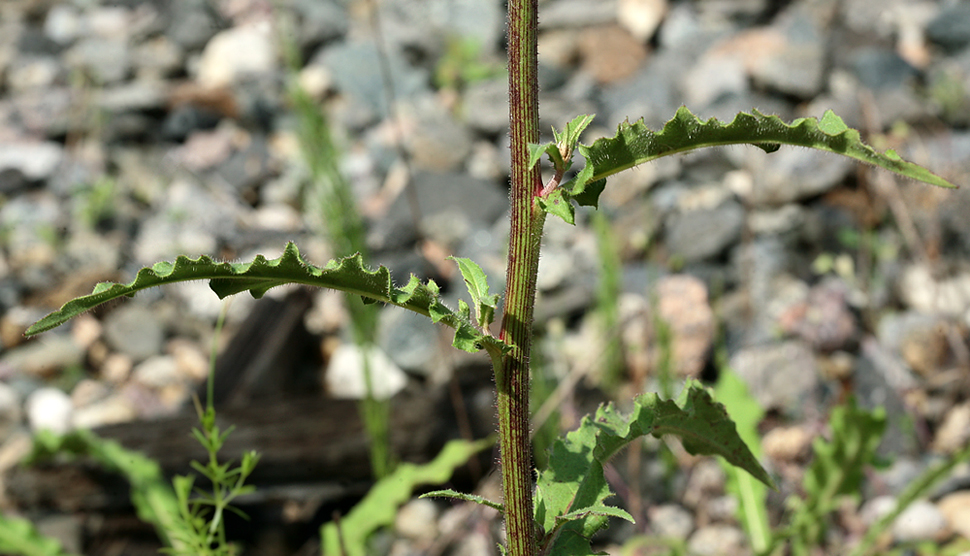 Image of Picris hieracioides specimen.