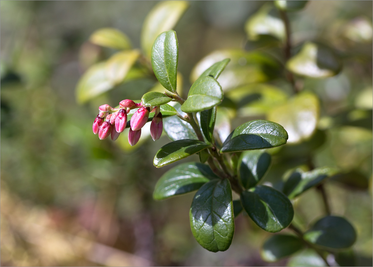 Image of Vaccinium vitis-idaea specimen.
