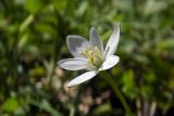 Ornithogalum woronowii