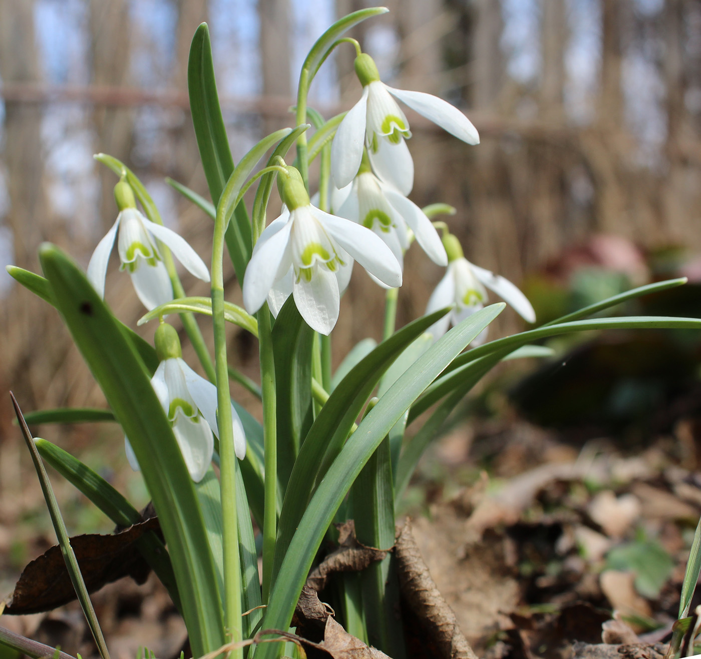 Изображение особи Galanthus nivalis.