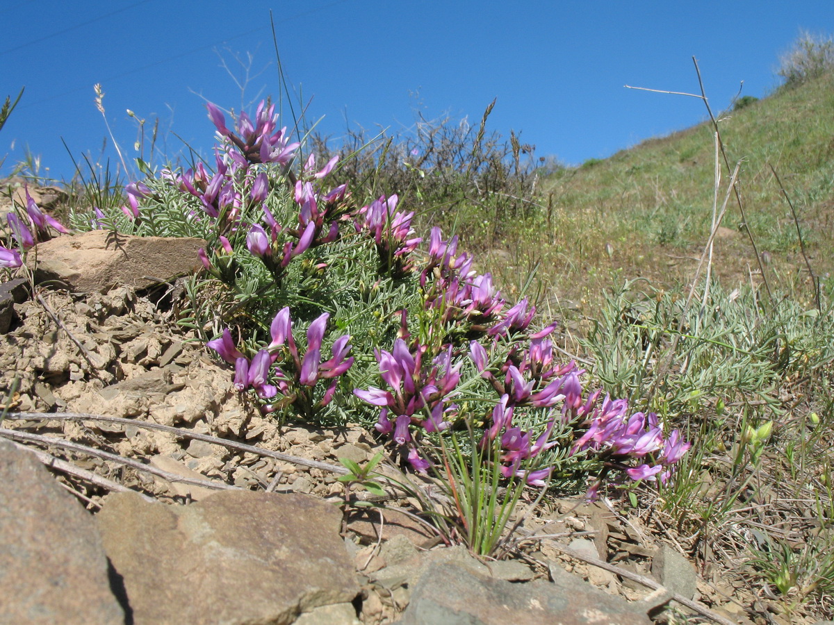 Image of Astragalus pachyrrhizus specimen.