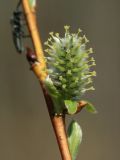 Salix phylicifolia. Соцветие женского растения. Костромская обл., окраина г. Кострома, долина р. Солонка, заболоченный участок. 01.05.2016.