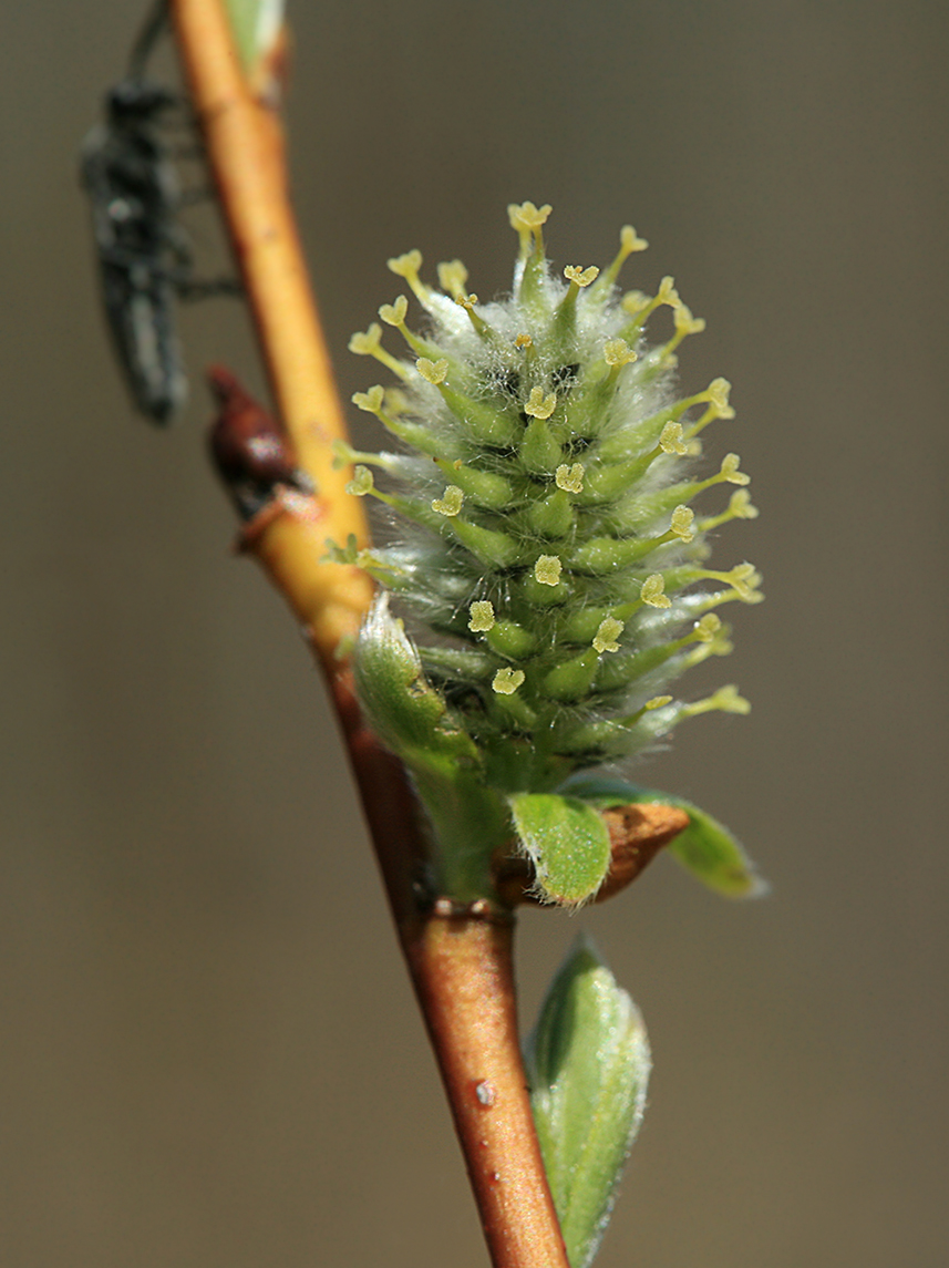 Изображение особи Salix phylicifolia.