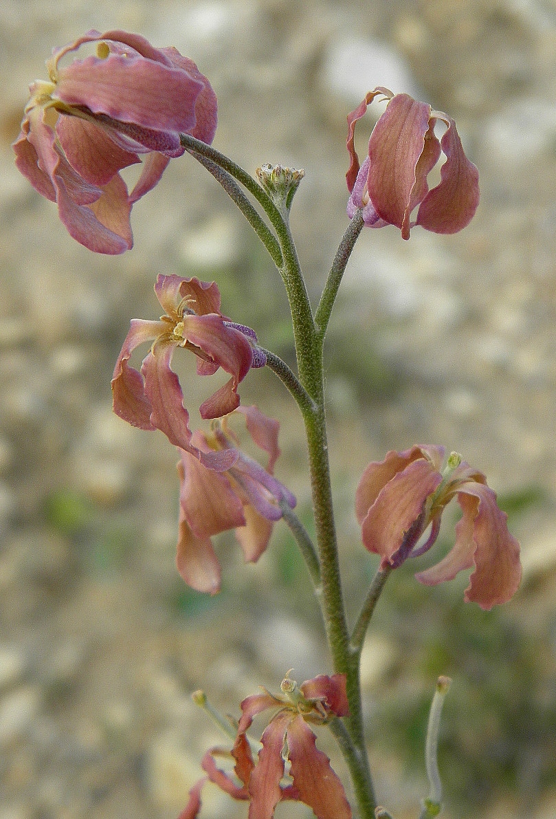 Изображение особи Matthiola fragrans.