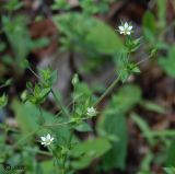 Arenaria serpyllifolia