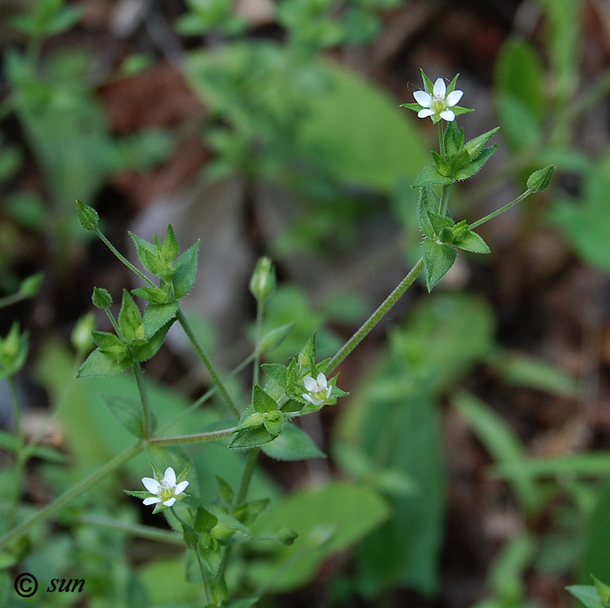 Image of Arenaria serpyllifolia specimen.