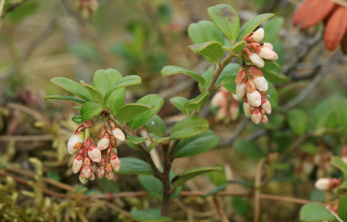Image of Vaccinium vitis-idaea specimen.