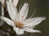 Asphodelus ramosus. Цветок. Греция, Пелопоннес, окр. г. Пиргос, муниципальный парк. 21.03.2015.