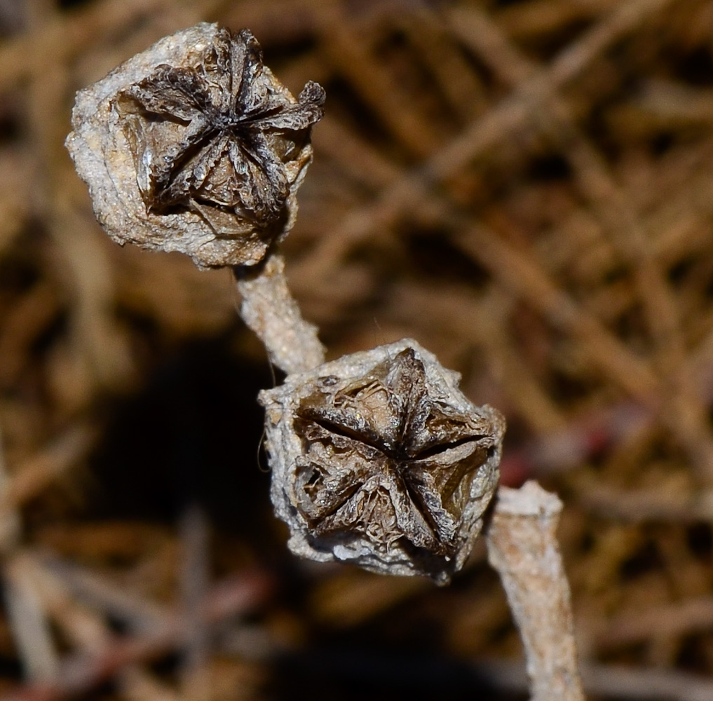 Image of Mesembryanthemum crystallinum specimen.