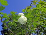 Viburnum opulus форма roseum