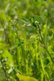 Medicago lupulina