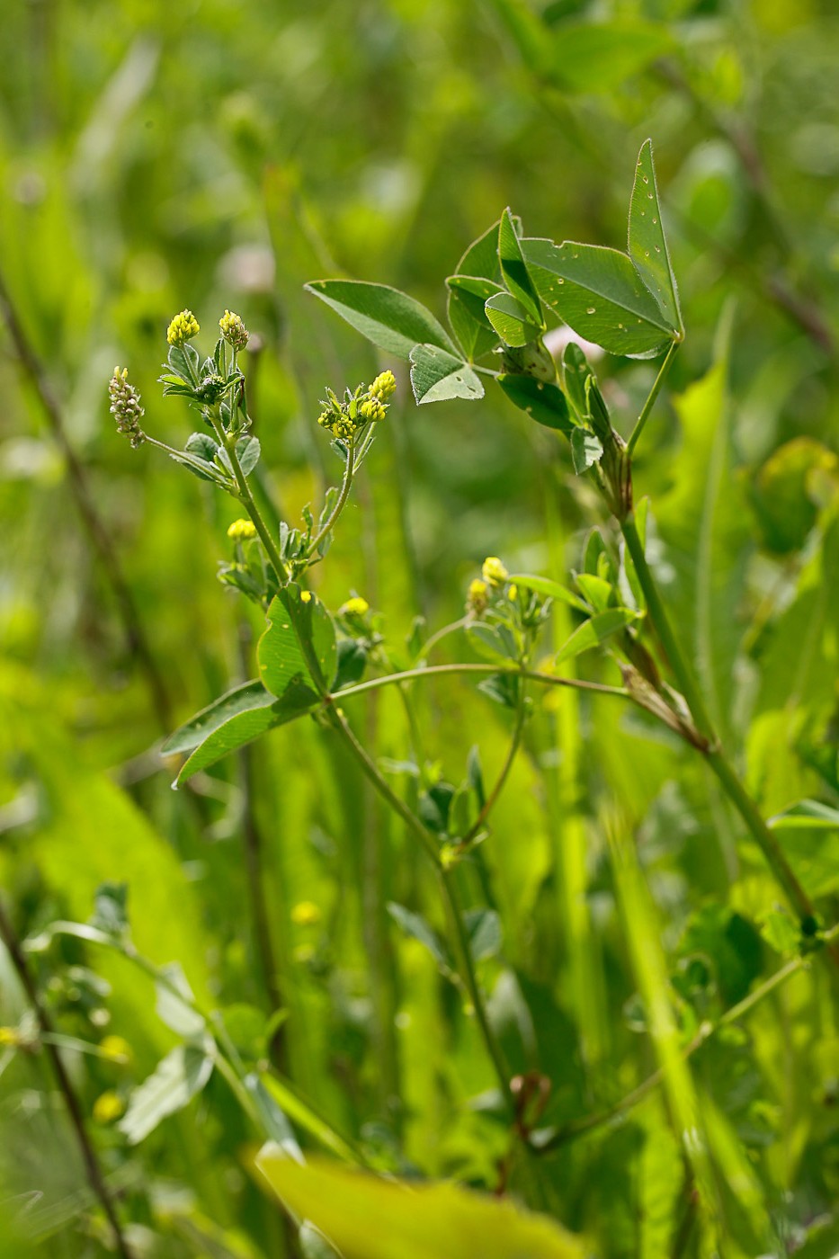 Image of Medicago lupulina specimen.