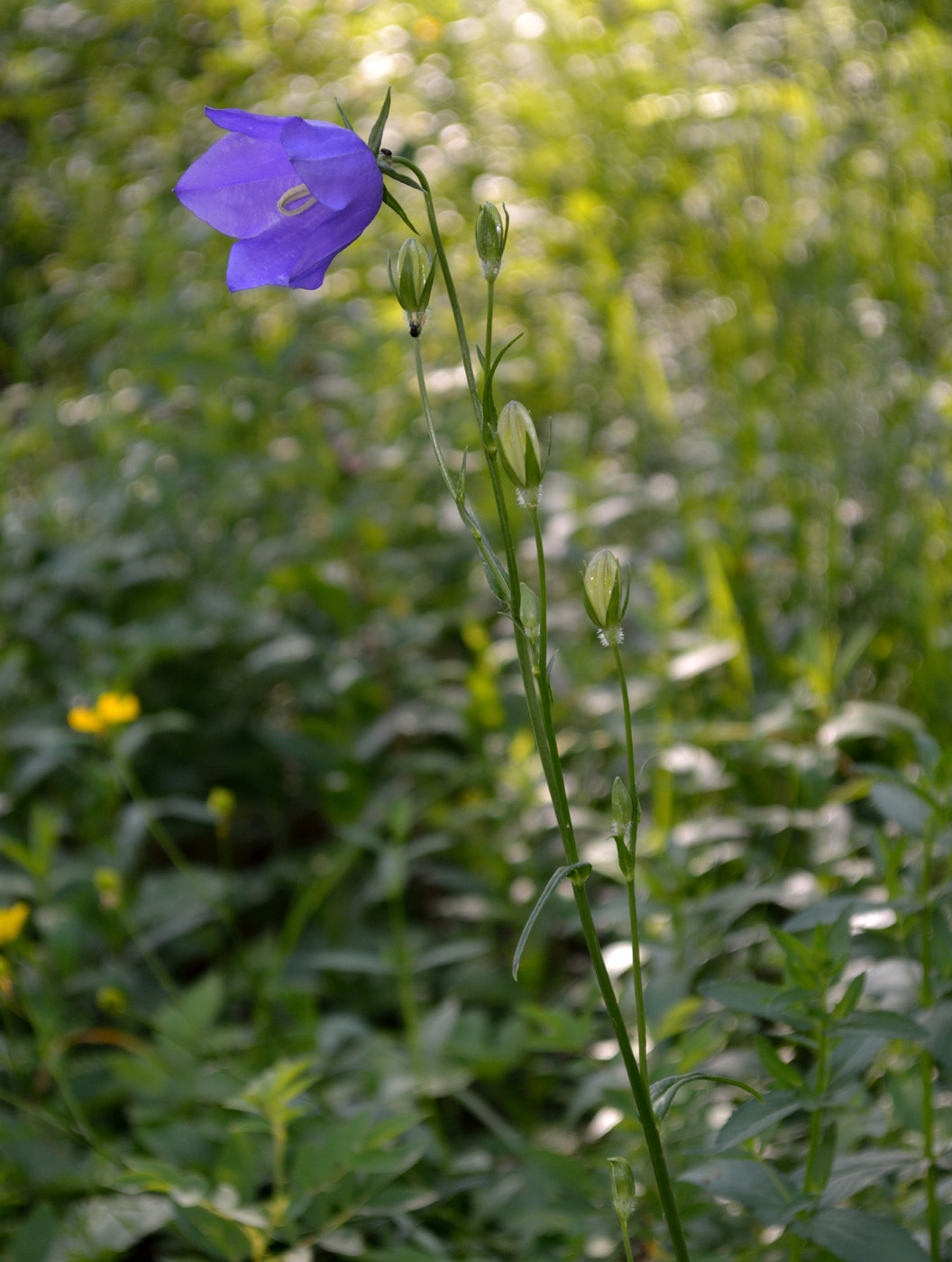 Изображение особи Campanula persicifolia.