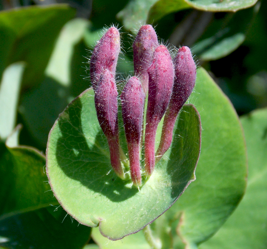 Image of Lonicera caprifolium specimen.