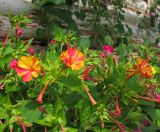 Mirabilis jalapa