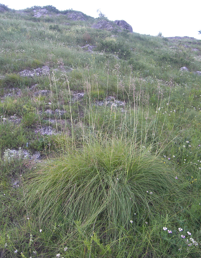 Image of Chrysopogon gryllus specimen.