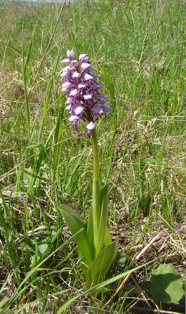 Изображение особи Orchis militaris.