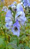 Aconitum bodinieri. Соцветие. Москва, филиал Ботсада МГУ \"Аптекарский огород\", центральный партер. 31.10.2015.
